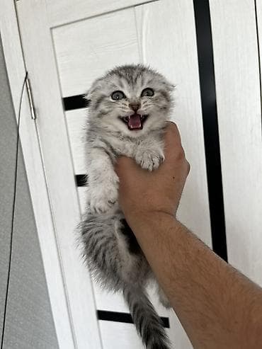 продаю чихуахуа: Скотиш Фолд (Шотландская вислоухая), 2 месяца, Девочка, Приучена к лотку — 2