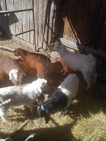 молочный коза: Продаю | Козлёнок | Полукровка | Для разведения — 1