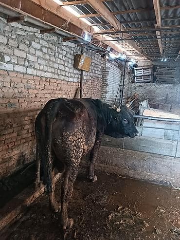 Продаю | Бык (самец) — 4