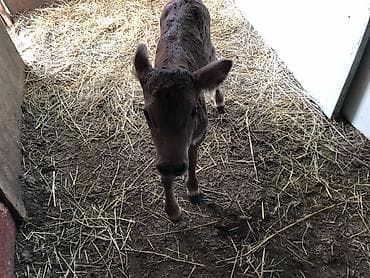 инкубационные яица: Продаю | Музоо, торпок | Для разведения — 4