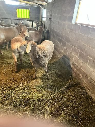 кури несушки купить: Продаю | Овца (самка) | Для разведения — 1