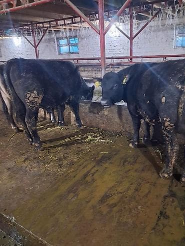 Продам с/х животных: Продаю | Бык (самец) | Абердин-ангус | На откорм | Привязанные — 3