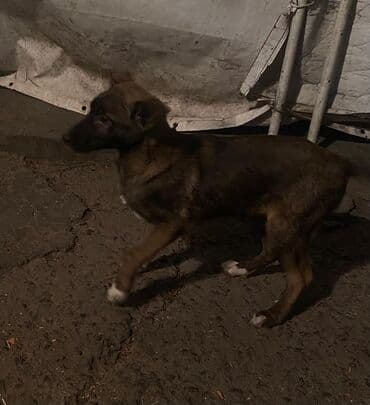 цены на чихуахуа: ЩЕНКИ ОВЧАРКИ Остались только 2 САМОЧКИ (ДЕВОЧКИ ) - крепкие, умные и — 4