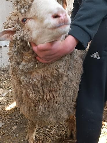 Корма для с/х животных: Продаю | Овца (самка) | Меринос | Для разведения | Матка — 2