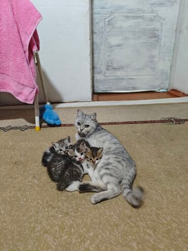 отдам породистых котят: Котята, домашние, ручные Описание: - Милые малыши из одного помёта — 1