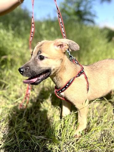 ит базар бишкек: Ит бекер берилет: Жөнөкөй ит, 3 айлык, Ургаачы, Эмделген — 2