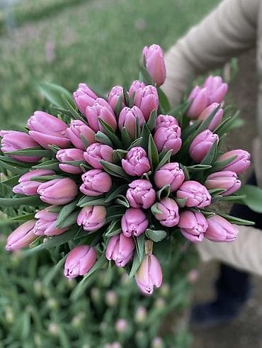 Гирлянды: -Принимаем оптовые заказы на тюльпаны - Длинные упругие стебли — 3