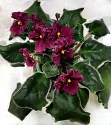 аквариум цена: Продаю цветущие фиалочки 🌿 🌺🌿 Цены200- 250 -300 сом.✨✨✨Оптовым — 13