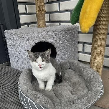домик для кошки купить: Кошка даром: Беспородная, 3 месяца, Девочка, Приучена к лотку — 3