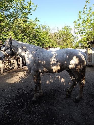 английский айгыр: Продаю | Жеребец | Рабочий — 4