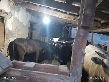 купить рыбку петушок: Продаю | Бык (самец), Тёлка | На откорм, На забой, Для разведения | Осеменитель, Не стельные, Привязанные — 6