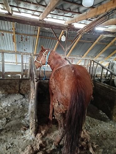 А/ч жаныбарларын сатам: Сатам | Бээ (ургаачы) | Союуга, Көбөйтүү үчүн, Сүт алуу үчүн — 1