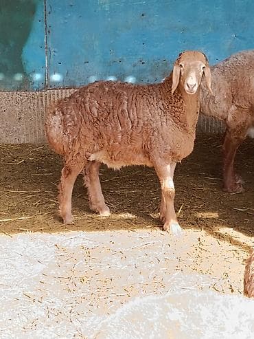 жугору басы: Сатам | Козу, Кочкор (эркек) | Гиссар, Арашан | Көбөйтүү үчүн | Асыл тукумдуу — 2