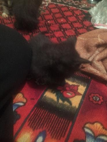 black cat: Предлагаются к продаже три маленьких котенка. Среди них два черных — 2