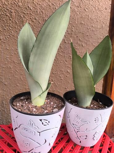 Цветы Сансевиерии Мун Шаин. Sansevieria Silver Hahnii Листья имеют