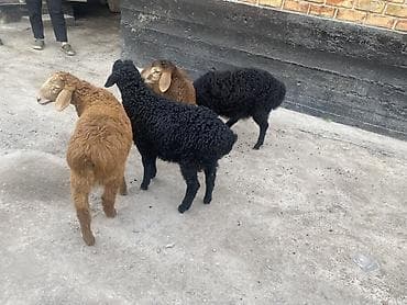 дакан корз: Продаю | Ягненок | На забой — 7