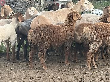 би 6: Продаю | Овца (самка) | Для разведения | Матка — 1