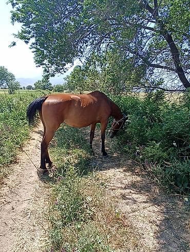 кролики бишкек: Продаю | Кобыла (самка) | Английская | Для разведения | Племенные — 6