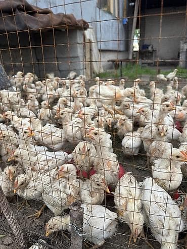 купить сокола в питомнике: Продаю | Цыплята | Бройлерная | На забой — 3