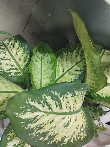 Ашкана буюмдары: Диффенбахтар — 5