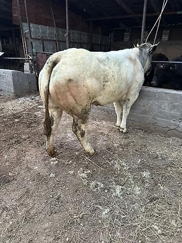 кой уй: Продаю | Бык (самец) | На откорм | Привязанные — 4