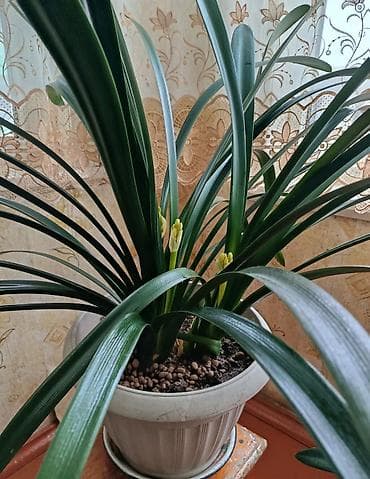 куплю саженцы роз: Домашний цветок -кливиявечнозеленое растениене требует особого — 8