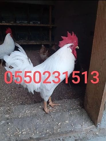 дакан яйца: Продаю | Цыплята | Леггорн | Несушки — 4