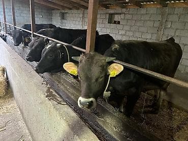 африканские сом: Продаю | Бык (самец) | На откорм | Привязанные — 2