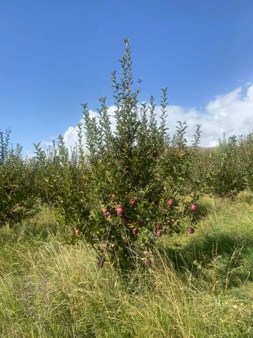 Үйдү ижарага алам: Үй, 80 кв. м, 3 бөлмө, Менчик ээси, Косметикалык оңдоо — 26