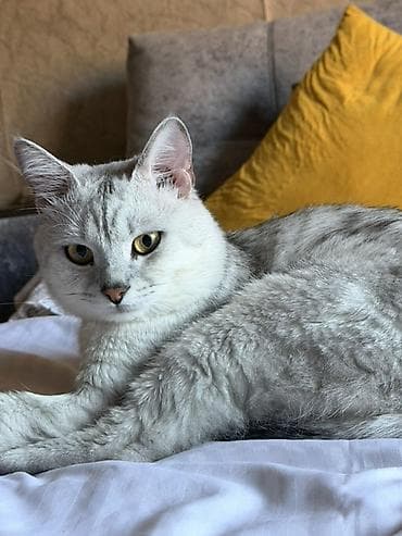 Шотландский прямоухий кот на вязку + передержка котов Предлагаю