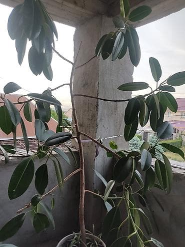 лимоны купить: 🪴🌵🌱 — 1