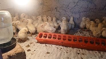 сколько стоит яйцо павлина: Птицы — 6