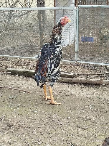 детские машины на аккумуляторе с пультом цена в бишкеке: Дакан жожо короздор сатылат алмашу жолдору бар жемге дакандарга — 6