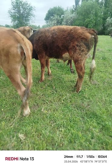 я ищу карова: Продаю | Бык (самец) — 10