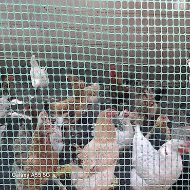 бенгальская кошка домашняя: Продаю | Куры | Брама, Кохинхин | Несушки — 4