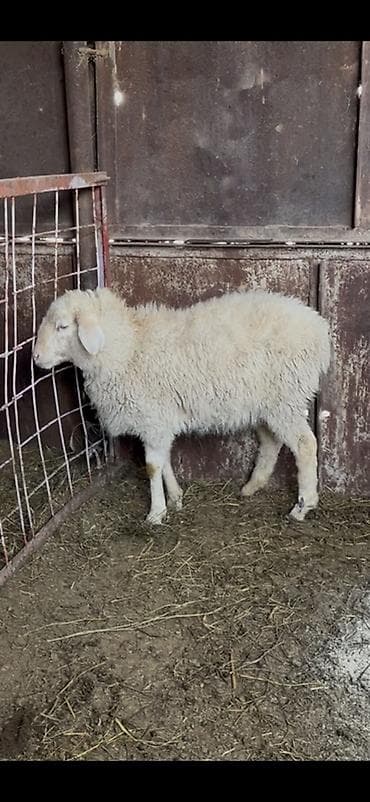 стрижки овец: Продаю | Овца (самка) | Для разведения — 1