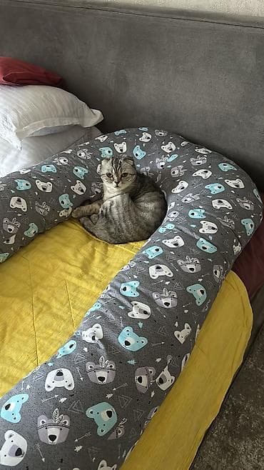Продажа кошек: Шотландская вислоухая кошка (Scottish Fold) Отдадим в хорошие руки — 2