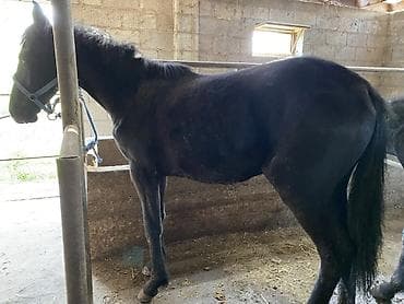 кони: Продаю | Кобыла (самка), Жеребец | На забой, Для разведения — 6