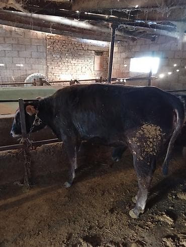 куплю скот на мясо: Продаю | Тёлка | На откорм | Привязанные — 2