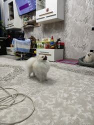 купить собаку шпица недорого: Шпиц, 1 год, Самец, С прививкой, С родословной — 8