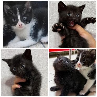 Продажа кошек: Скотиш Страйт (Шотландская прямоухая), 2 месяца, Мальчик, Биколор, Приучена к лотку — 1