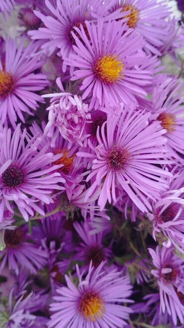 Продам куст сентябринки