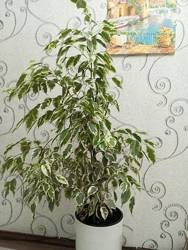 Фикус Бенджамина вариегатный (Ficus benjamina) в декоративном белом