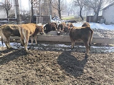 Коровы, быки: Продаю | Музоо, торпок | Полукровка | На откорм — 4