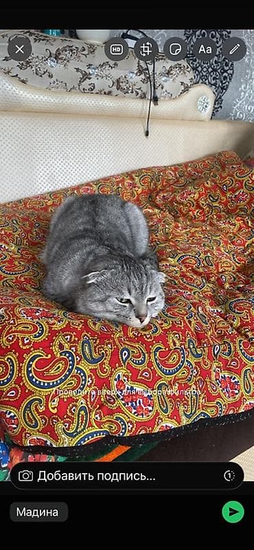 Аквариумдар: Скотиш Фолд (Шотландиялык шалпаң кулак), 1 жаш, Эркек, Боз — 7