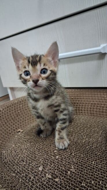 возьму собаку в добрые руки: Бенгальская, 1 месяц, Девочка, Приучена к лотку — 13