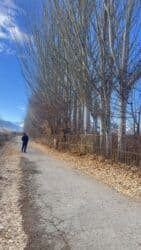 земля ивановка: Продаются тополя. Местонахождение с. Барскоон, Джети-Огузский район — 5