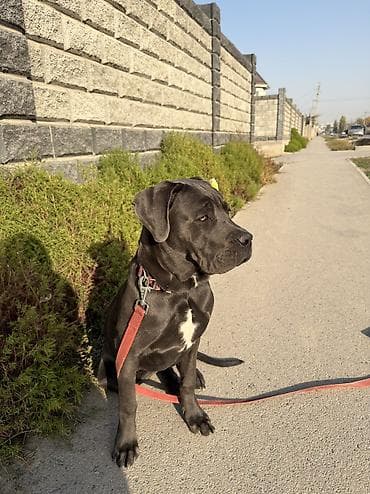 кучуко ат: Кане-корсо, 1 жаш, Ургаачы, Эмделген — 5