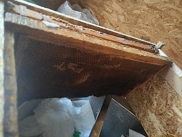 лес стропилы: Рамки для пчелиных ульев с сотами - Деревянные рамки стандартного — 1