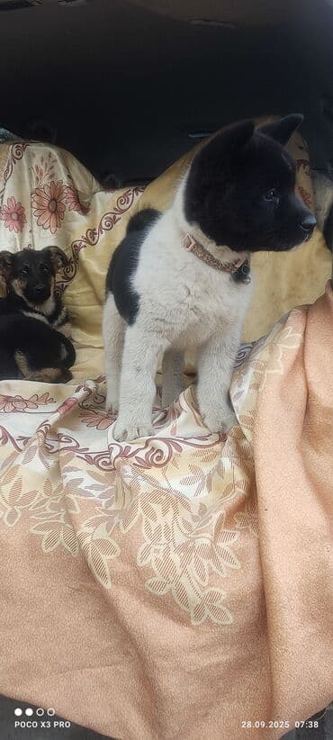 купить собаку акита ину: 3 месяца, Самец — 5